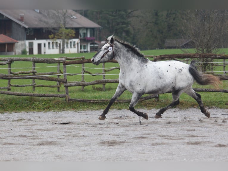 Knabstrupper Hengst  160 cm Appaloosa in Roßhaupten