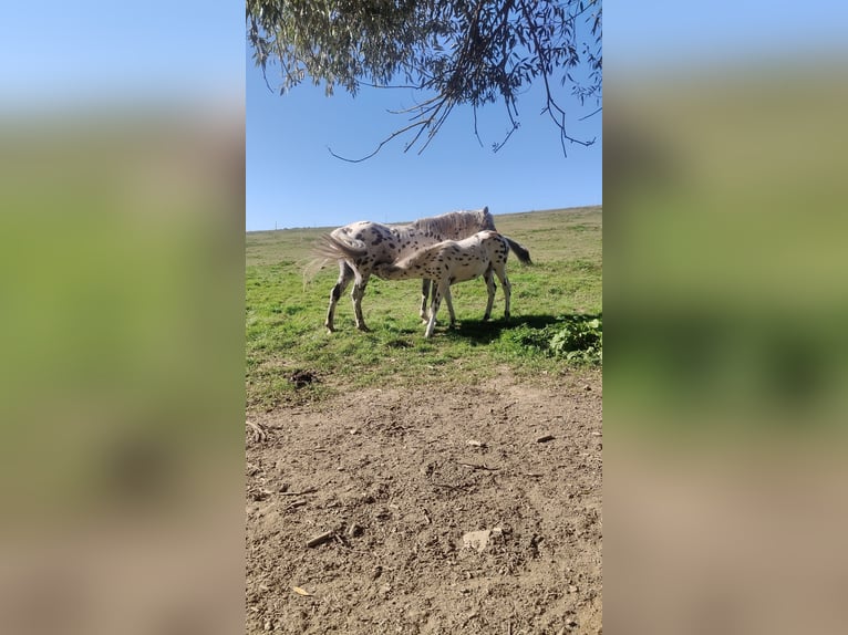 Knabstrupper Mix Hengst Veulen (05/2025) 160 cm Appaloosa in M&#xFC;nchberg