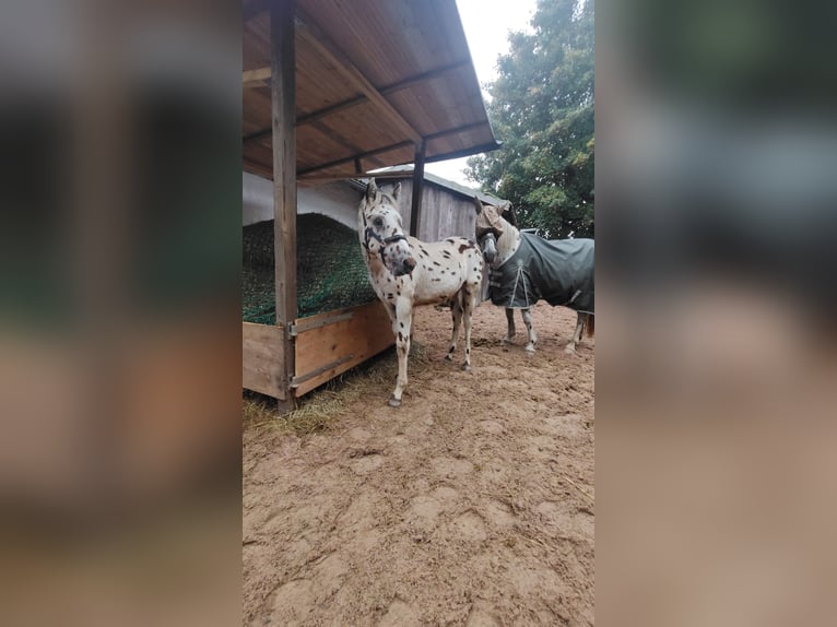Knabstrupper Mix Hengst Veulen (05/2025) 160 cm Appaloosa in M&#xFC;nchberg