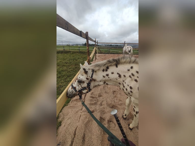 Knabstrupper Mix Hengst Veulen (05/2025) 160 cm Appaloosa in M&#xFC;nchberg