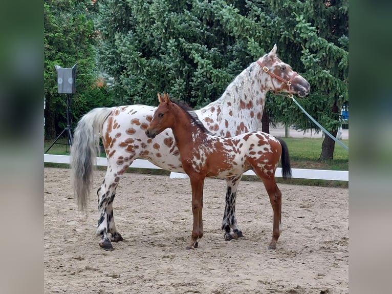 Knabstrupper Hengst veulen (06/2024) 160 cm in Naila