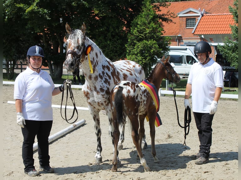 Knabstrupper Hengst veulen (06/2024) 160 cm in Naila