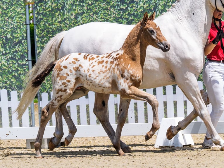 Knabstrupper Hengst Veulen (05/2026) Appaloosa in Mnster-Handorf