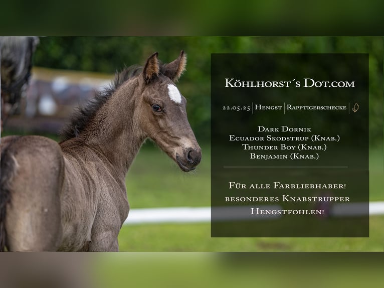 Knabstrupper Hengst  Appaloosa in Bad Zwischenahn
