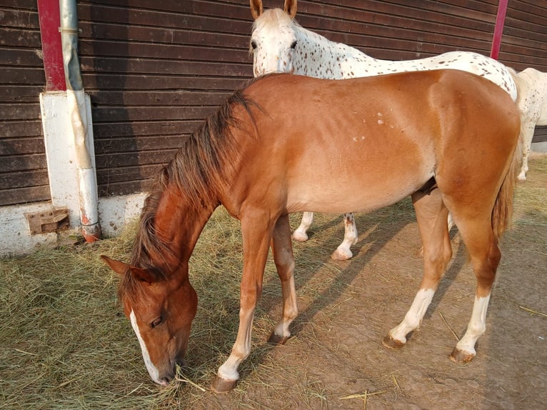 Knabstrupper Hingst 1 år 135 cm Pinto in Bad Wildungen