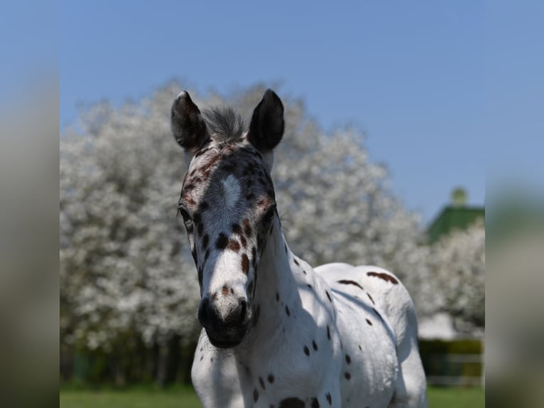 Knabstrupper Hingst 1 år 150 cm Leopard-Piebald in Reichenwalde