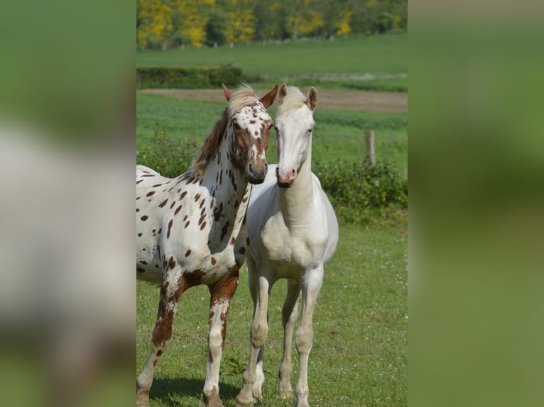 Knabstrupper Blandning Hingst 1 år 160 cm Vit in Weiler