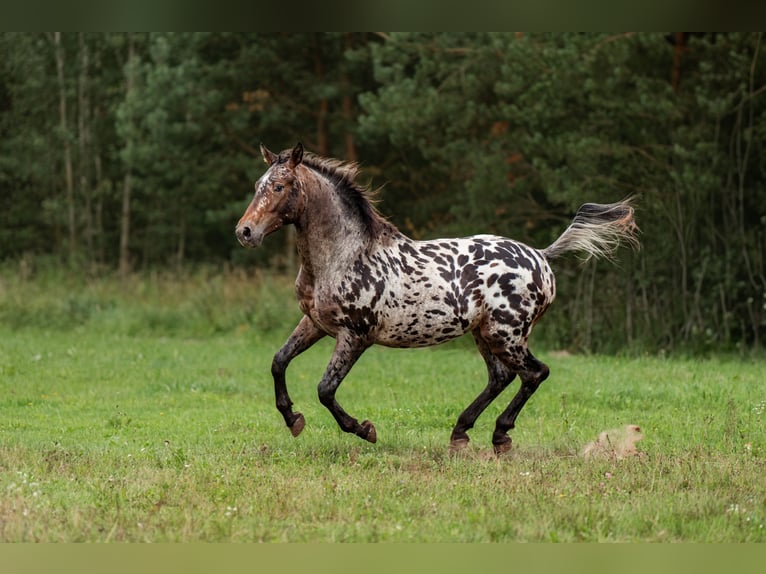 Knabstrupper Blandning Hingst 4 år 161 cm Leopard-Piebald in Daugavpils