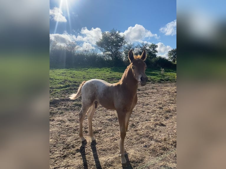 Knabstrupper Blandning Hingst Föl (07/2024) 155 cm Champagne in La Meilleraye-de-Bretagne