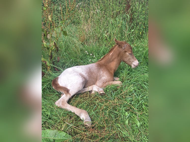 Knabstrupper Blandning Hingst Föl (07/2024) 155 cm Champagne in La Meilleraye-de-Bretagne