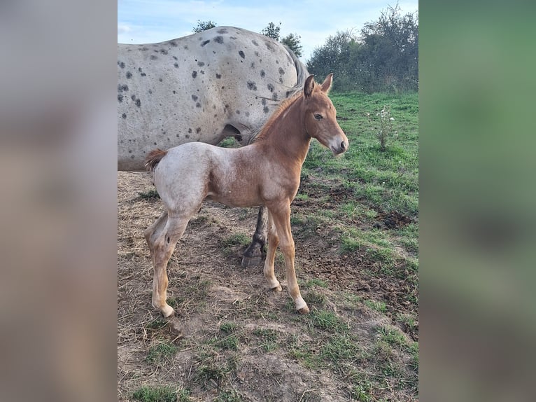 Knabstrupper Blandning Hingst Föl (07/2024) 155 cm Champagne in La Meilleraye-de-Bretagne