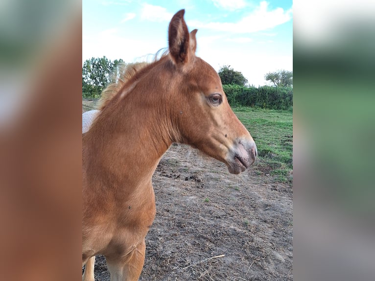 Knabstrupper Blandning Hingst Föl (07/2024) 155 cm Champagne in La Meilleraye-de-Bretagne