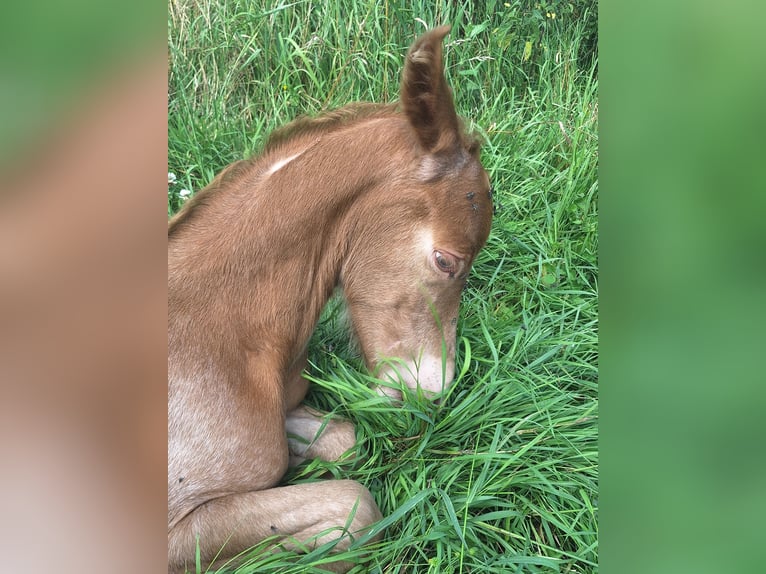 Knabstrupper Blandning Hingst Föl (07/2024) 155 cm Champagne in La Meilleraye-de-Bretagne