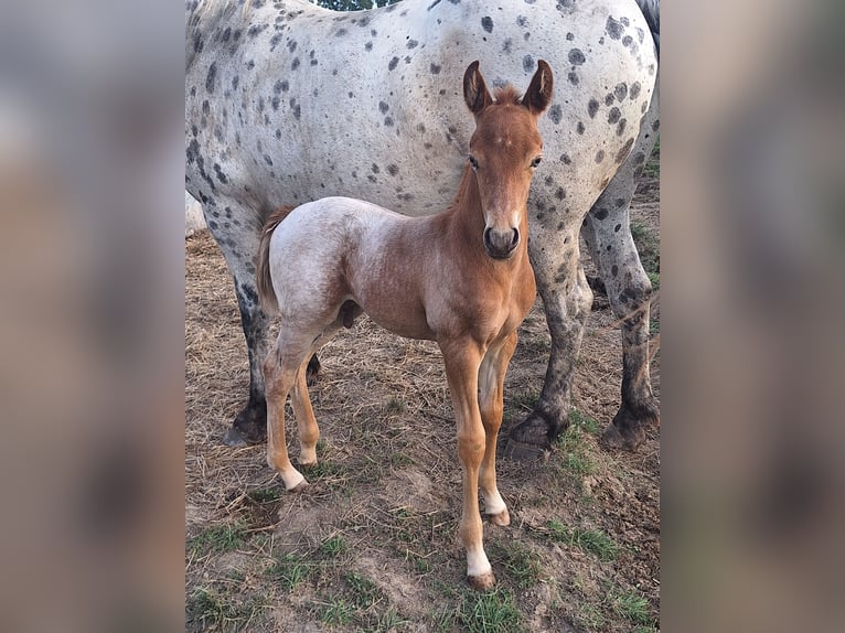 Knabstrupper Blandning Hingst Föl (07/2024) 155 cm Champagne in La Meilleraye-de-Bretagne