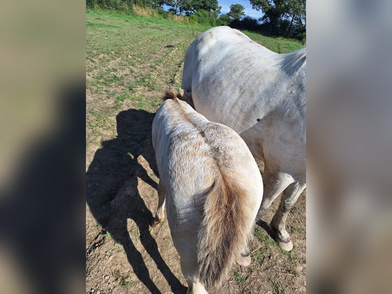 Knabstrupper Blandning Hingst Föl (06/2024) 155 cm Champagne in La Meilleraye-de-Bretagne