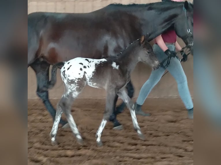 Knabstrupper Hingst Föl (06/2024) 155 cm Leopard-Piebald in Bad Essen