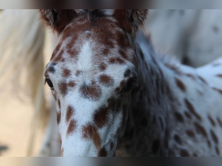 Knabstrupper Hingst Föl (06/2024) 155 cm Leopard-Piebald in Roßhaupten