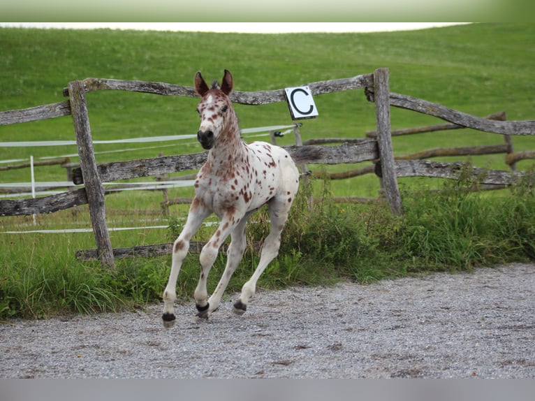 Knabstrupper Hingst Föl (06/2024) 155 cm Leopard-Piebald in Roßhaupten