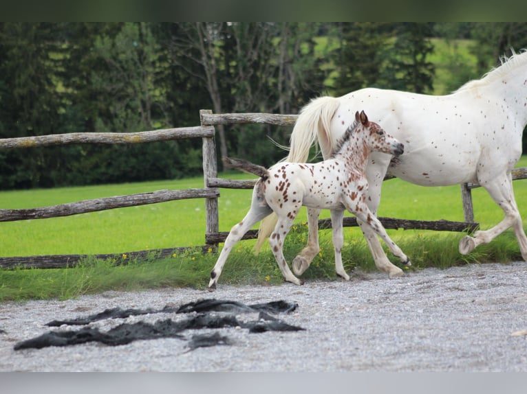 Knabstrupper Hingst Föl (06/2024) 155 cm Leopard-Piebald in Roßhaupten