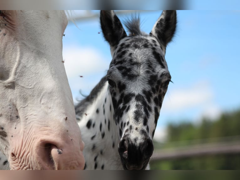 Knabstrupper Hingst Föl (07/2024) 157 cm Leopard-Piebald in Roßhaupten