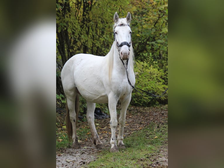 Knabstrupper Merrie 10 Jaar 150 cm Wit in Roßhaupten