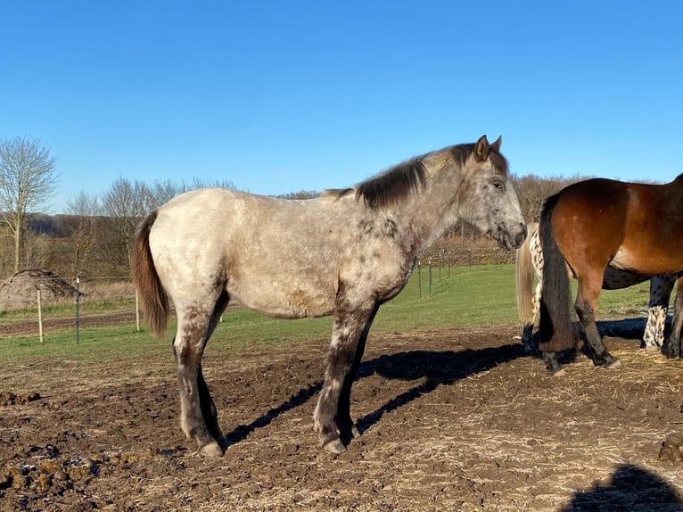 Knabstrupper Merrie 12 Jaar 152 cm Appaloosa in Mohrkirch