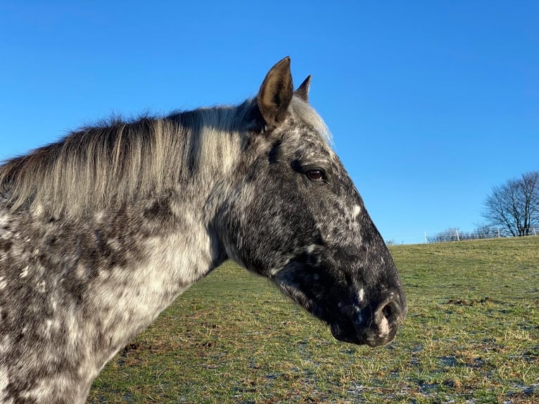 Knabstrupper Merrie 12 Jaar 152 cm Appaloosa in Mohrkirch