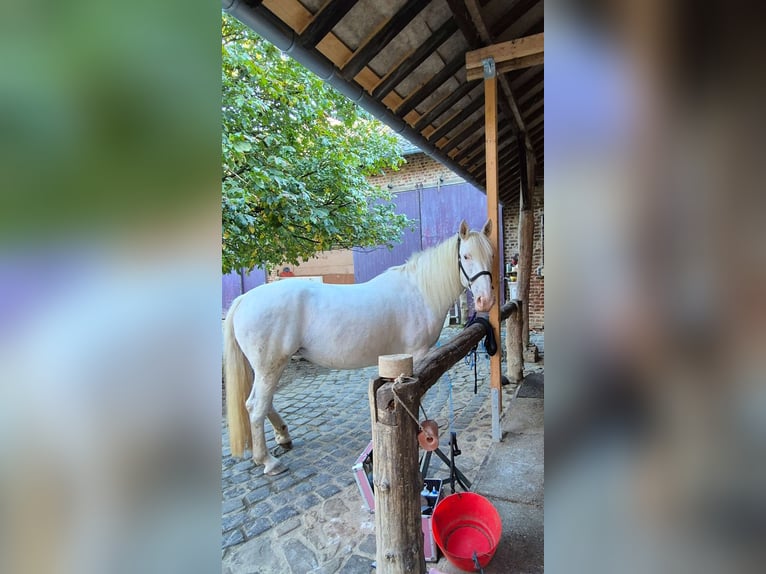 Knabstrupper Merrie 12 Jaar 158 cm Appelschimmel in Alsdorf