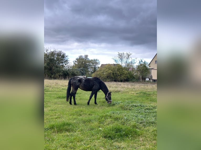 Knabstrupper Mix Merrie 12 Jaar 160 cm Appaloosa in Kühren