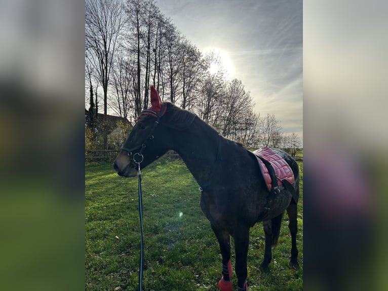 Knabstrupper Mix Merrie 12 Jaar 160 cm Appaloosa in Kühren