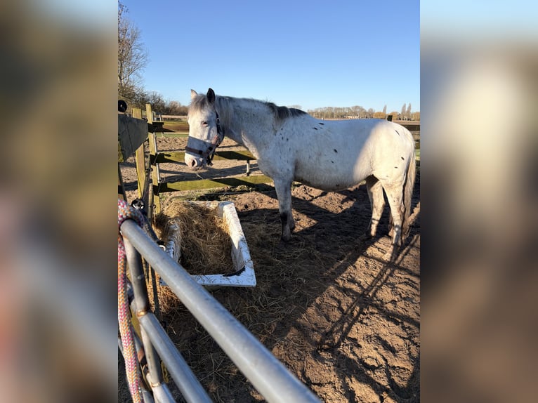 Knabstrupper Merrie 13 Jaar 149 cm Appaloosa in Rockanje