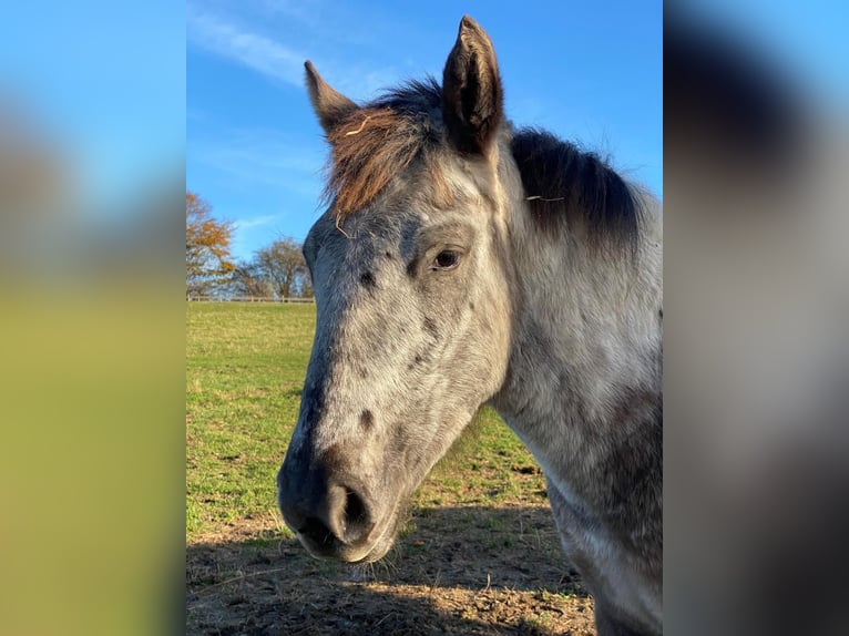 Knabstrupper Merrie 13 Jaar 152 cm Appaloosa in Mohrkirch