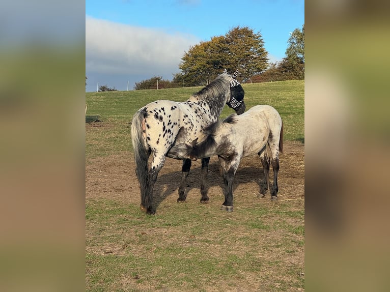 Knabstrupper Merrie 13 Jaar 152 cm Appaloosa in Mohrkirch