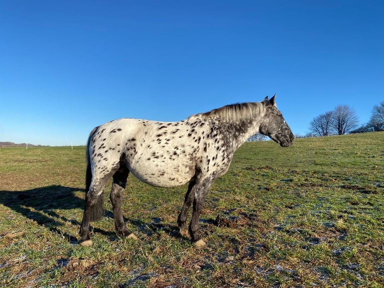 Knabstrupper Merrie 13 Jaar 152 cm Appaloosa in Mohrkirch
