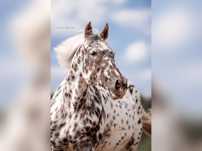 Knabstrupper Merrie 14 Jaar 169 cm Appaloosa in Moosburg