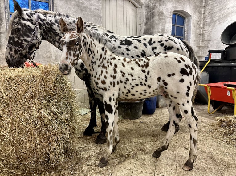 Knabstrupper Merrie 15 Jaar 158 cm Appaloosa in Fredensborg