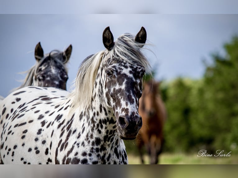 Knabstrupper Merrie 15 Jaar 158 cm Appaloosa in Fredensborg