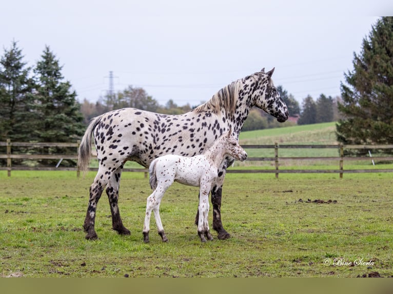Knabstrupper Merrie 15 Jaar 159 cm Appaloosa in Fredensborg