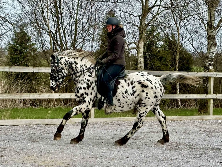 Knabstrupper Merrie 15 Jaar 159 cm Appaloosa in Fredensborg