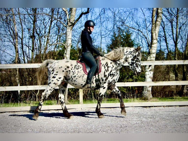 Knabstrupper Merrie 15 Jaar 159 cm Appaloosa in Fredensborg