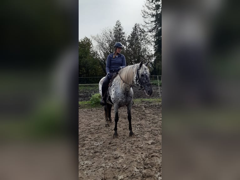 Knabstrupper Merrie 15 Jaar 160 cm Appaloosa in Hollenstedt