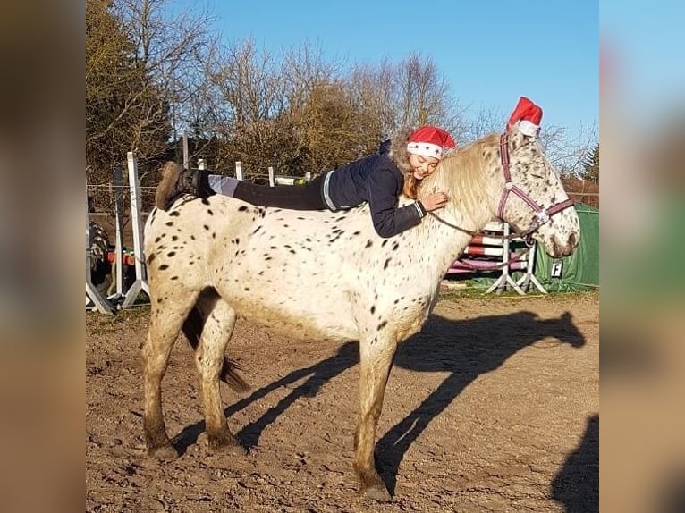 Knabstrupper Merrie 15 Jaar 165 cm Appaloosa in Berlin