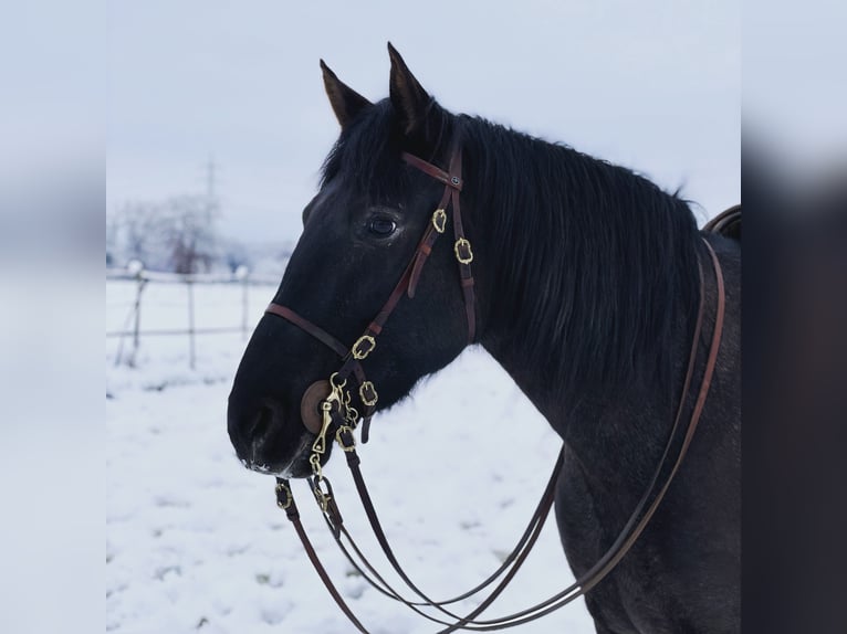 Knabstrupper Mix Merrie 16 Jaar 163 cm Zwartbruin in Mannheim