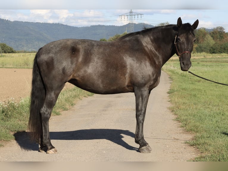 Knabstrupper Mix Merrie 16 Jaar 163 cm Zwartbruin in Mannheim