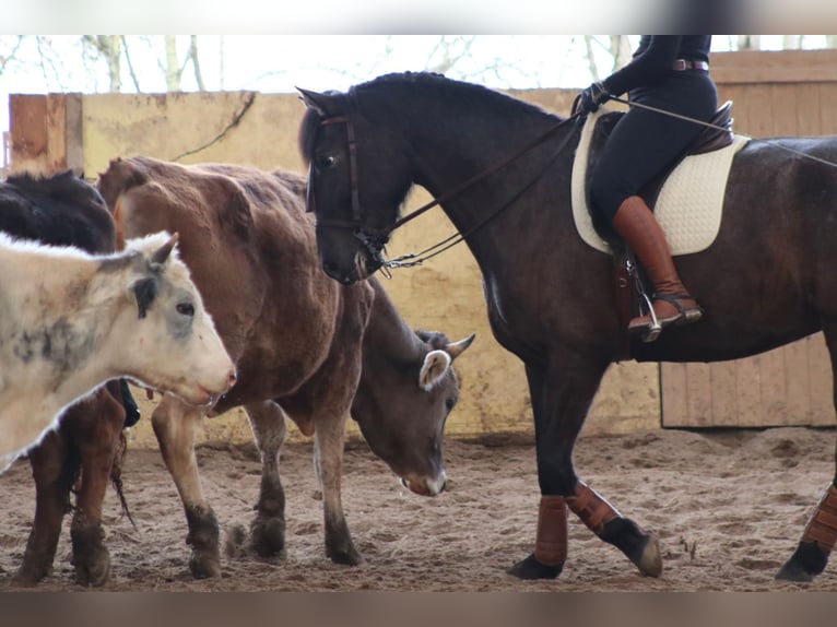 Knabstrupper Mix Merrie 16 Jaar 163 cm Zwartbruin in Mannheim
