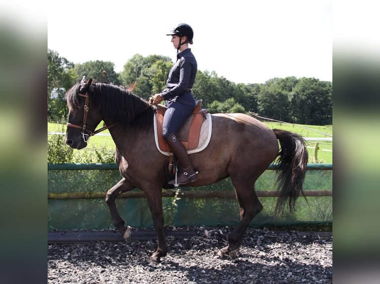 Knabstrupper Mix Merrie 16 Jaar 163 cm Zwartbruin in Mannheim