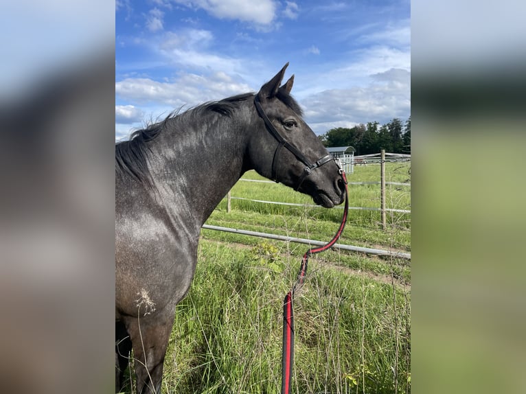 Knabstrupper Mix Merrie 16 Jaar 163 cm Zwartbruin in Mannheim