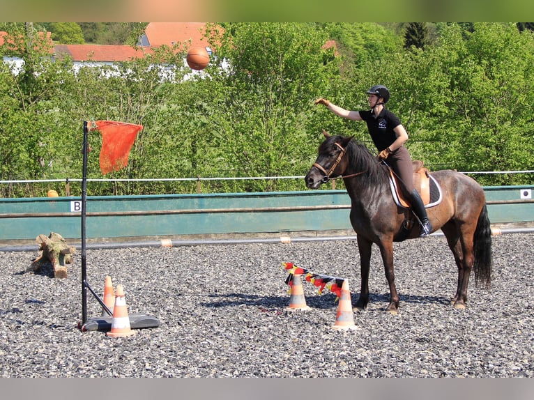 Knabstrupper Mix Merrie 16 Jaar 163 cm Zwartbruin in Mannheim