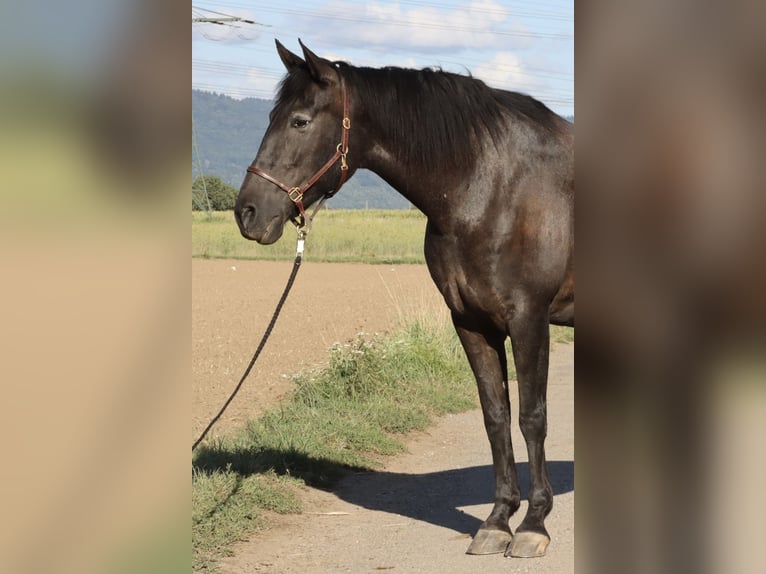 Knabstrupper Mix Merrie 16 Jaar 163 cm Zwartbruin in Mannheim
