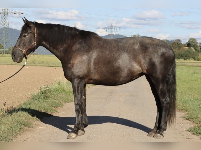 Knabstrupper Mix Merrie 16 Jaar 163 cm Zwartbruin in Mannheim